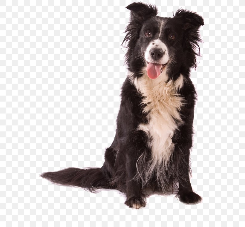 Dog Daycare Pet Puppy Kennel, PNG, 563x760px, Dog, Animal, Animal Rescue Group, Border Collie, Carnivoran Download Free