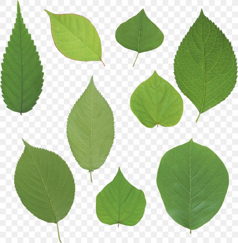 Leaf Clip Art, PNG, 1041x1066px, Leaf, Birch, Cdr, Photography, Plant Download Free