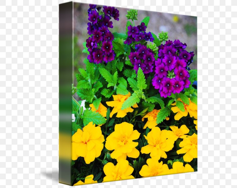Vervain Primrose Gallery Wrap Annual Plant Canvas, PNG, 560x650px, Vervain, Annual Plant, Art, Canvas, Flora Download Free