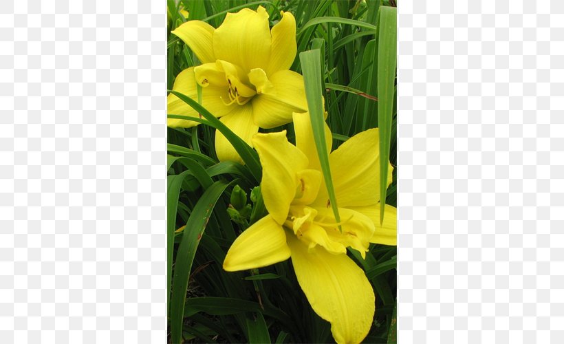 Canna Common Evening-primrose Daylily Lily M, PNG, 500x500px, Canna, Canna Family, Canna Lily, Common Eveningprimrose, Daylily Download Free