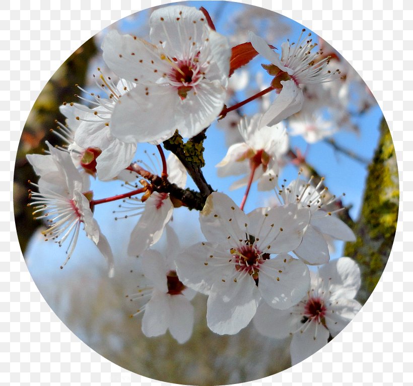 Cherry Blossom Spring Petal ST.AU.150 MIN.V.UNC.NR AD, PNG, 767x767px, Blossom, Branch, Branching, Cherry, Cherry Blossom Download Free