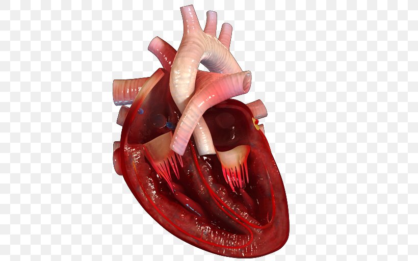 Desktop Wallpaper Heart Human Anatomy Human Body, PNG, 512x512px, Watercolor, Cartoon, Flower, Frame, Heart Download Free