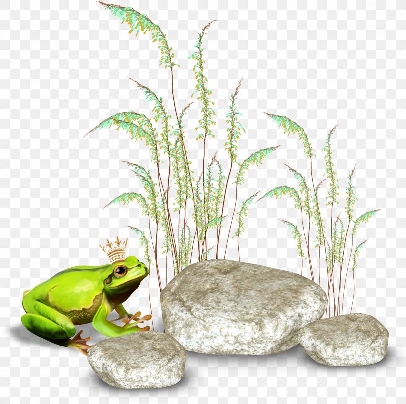 Frog Centerblog, PNG, 2361x2347px, Frog, Amphibian, Blog, Centerblog, Flowerpot Download Free