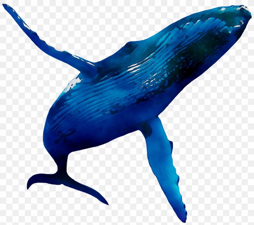 Dolphin Clip Art Image Download, PNG, 1481x1317px, Dolphin, Animal Figure, Blue Whale, Cetacea, Electric Blue Download Free