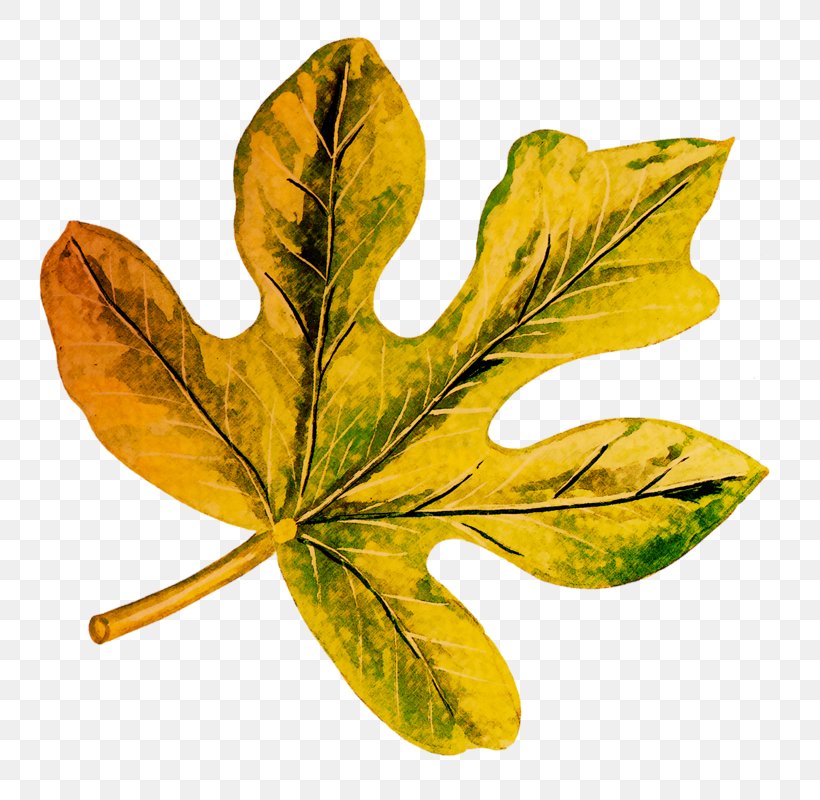 Leaf Plant Stem, PNG, 781x800px, Leaf, Plant, Plant Stem Download Free