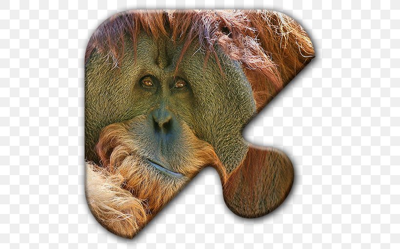 Orangutan Desktop Wallpaper Bible Image First Epistle To The Corinthians, PNG, 512x512px, Orangutan, Bible, Fauna, First Epistle To The Corinthians, Great Ape Download Free