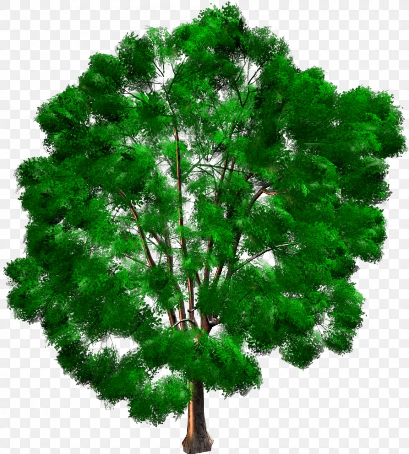 Tree Woody Plant Pine Evergreen Conifers, PNG, 895x996px, Tree, Branch, Conifer, Conifers, Evergreen Download Free