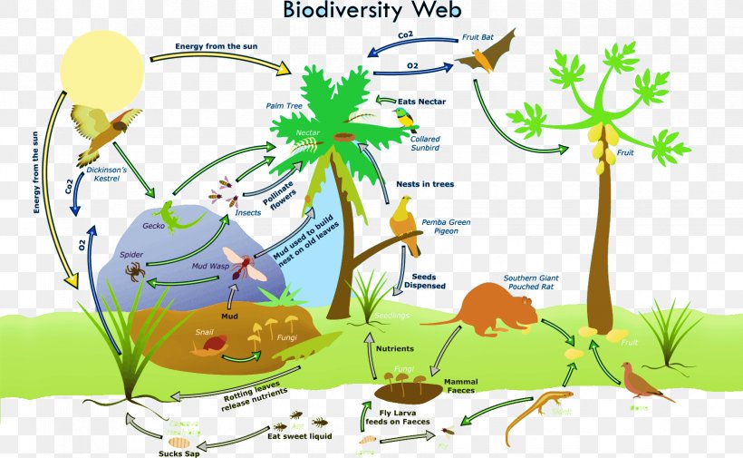 Biodiversity Loss Global Biodiversity Ecosystem Biology, PNG, 1649x1016px, Biodiversity, Area, Biodiversity Loss, Biology, Branch Download Free