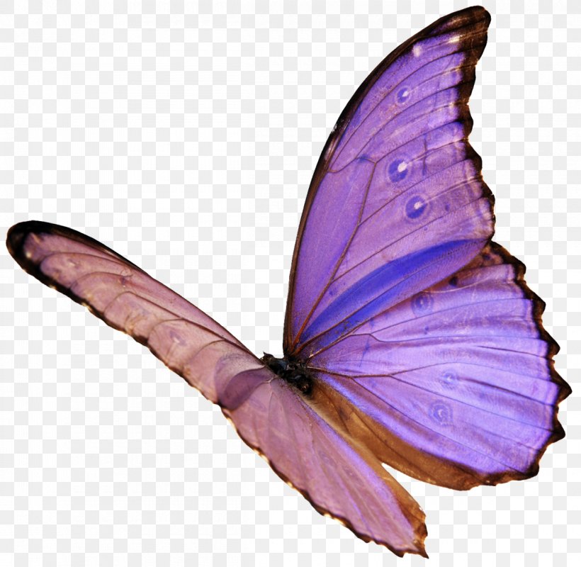 Butterflies And Moths Blog Lycaenidae Monarch Butterfly, PNG, 1200x1172px, Butterflies And Moths, Alors On Danse, Arthropod, Blog, Brush Footed Butterfly Download Free
