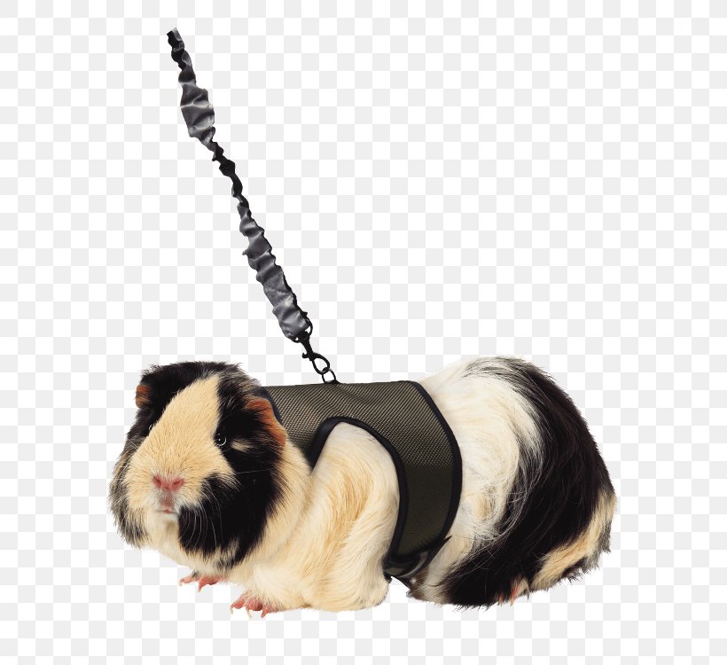 Guinea Pig Ferret Dog Harness Leash, PNG, 750x750px, Guinea Pig, Animal, Cat, Dog, Dog Harness Download Free
