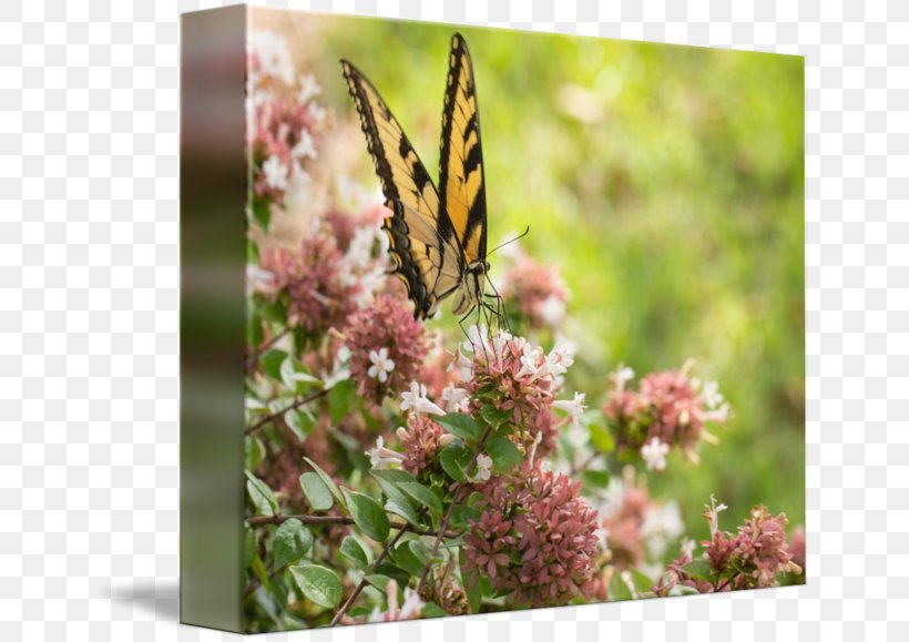 Monarch Butterfly Nymphalidae Nectar Milkweeds, PNG, 650x579px, Monarch Butterfly, Brush Footed Butterfly, Butterfly, Flower, Insect Download Free