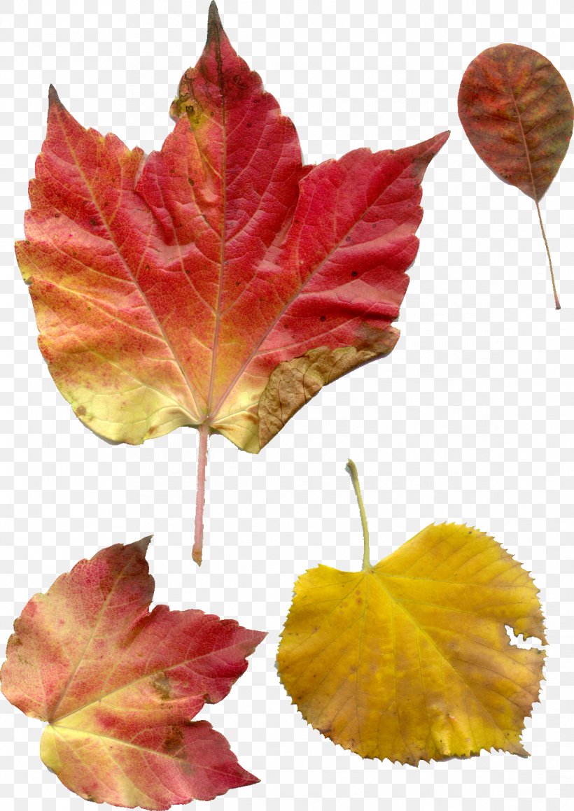 Petal Maple Leaf, PNG, 1167x1650px, Petal, Autumn, Flower, Leaf, Maple Download Free