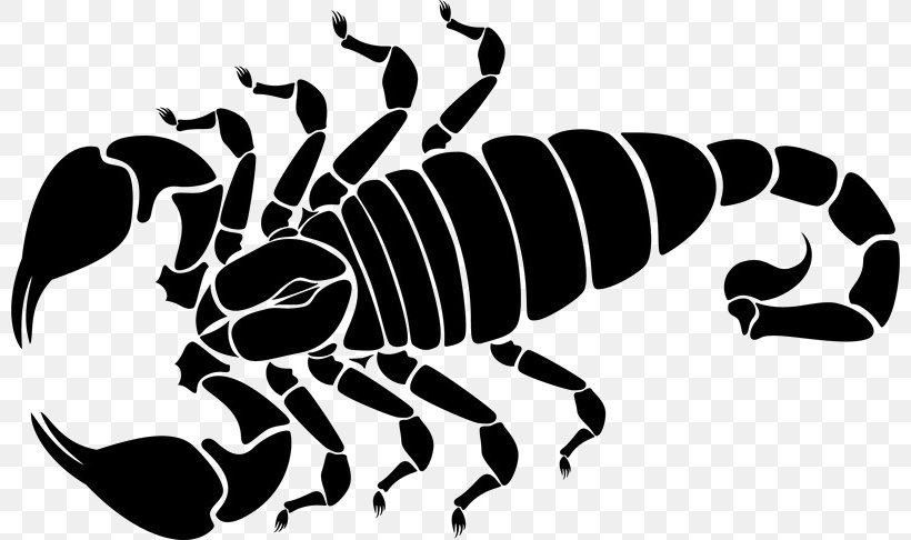 Scorpion, PNG, 800x486px, Scorpion, Arachnid, Arthropod, Black And White, Drawing Download Free