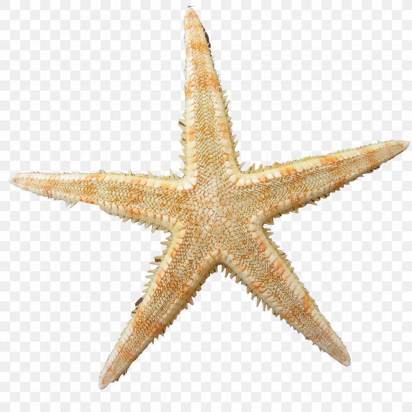 Stock Photography Image Starfish Royalty-free, PNG, 2391x2391px, Starfish, Echinoderm, Invertebrate, Istock, Logo Download Free
