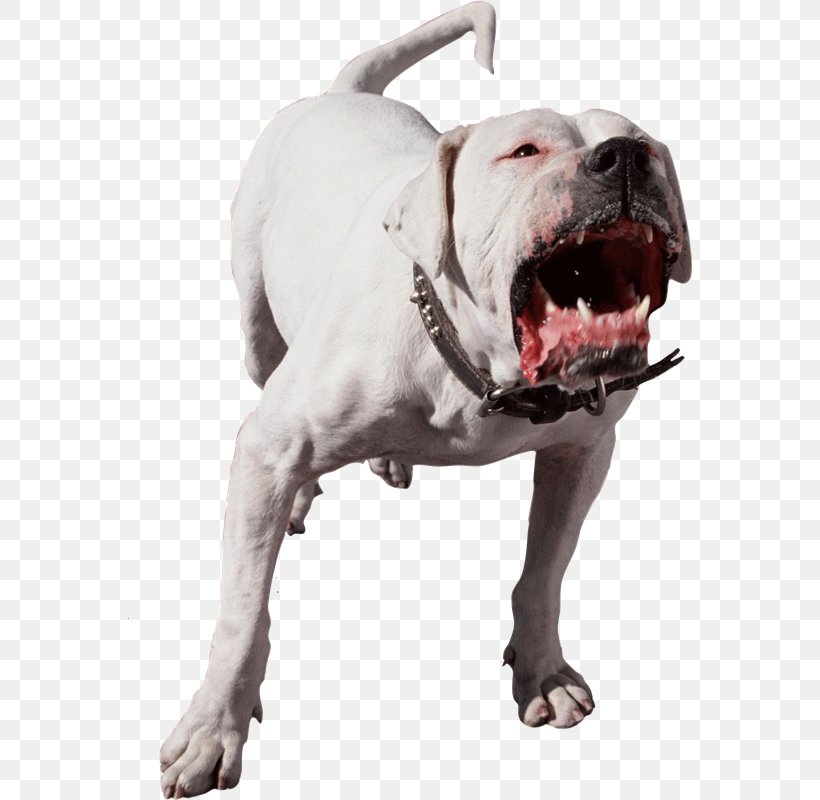 American Pit Bull Terrier Bark Dog Bite Pet, PNG, 564x800px, Pit Bull, African Wild Dog, American Bulldog, American Pit Bull Terrier, Animal Attacks Download Free