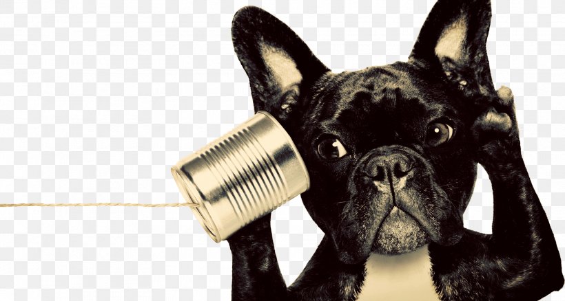 Telephone Call Alouette Animal Hospital Ltd Stock Photography Telephone Number, PNG, 1915x1024px, Telephone, Auto Dialer, Bulldog, Carnivoran, Companion Dog Download Free