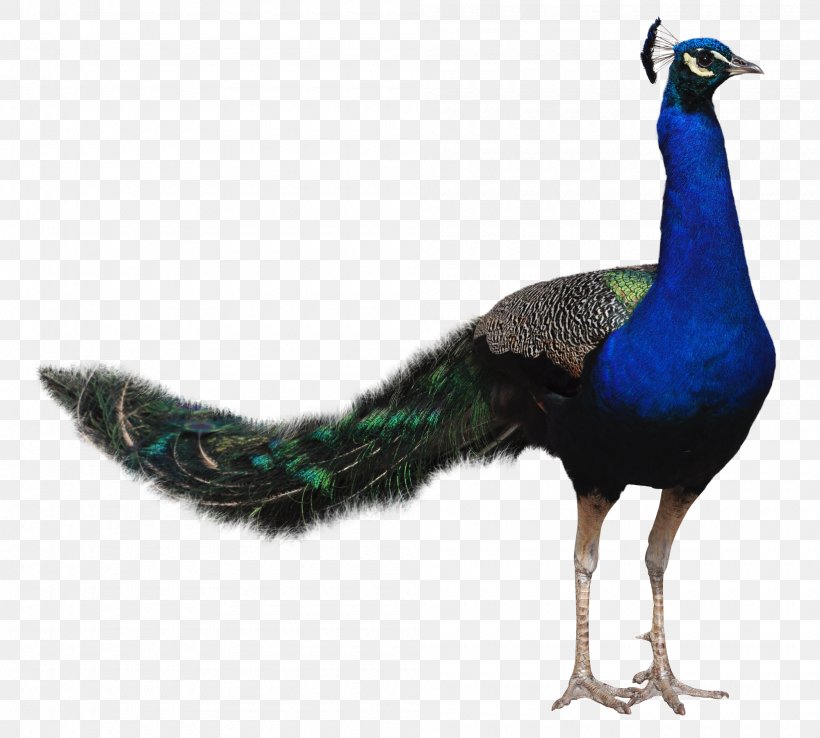 Bird Peafowl, PNG, 2000x1800px, Bird, Asiatic Peafowl, Autocad Dxf, Beak, Fauna Download Free