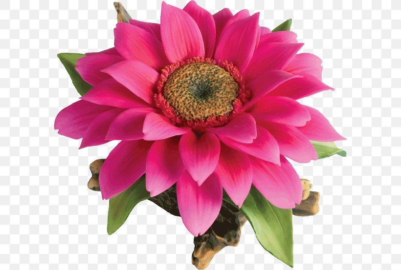 Cut Flowers Magenta Annual Plant Flowering Plant, PNG, 600x553px, Cut Flowers, Annual Plant, Flower, Flowering Plant, Magenta Download Free