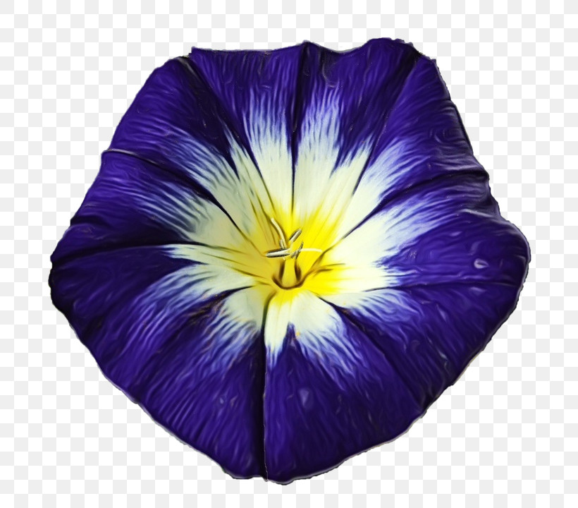Flower Purple Violet Petal Plant, PNG, 720x720px, Watercolor, Flower, Herbaceous Plant, Morning Glory, Morning Glory Family Download Free