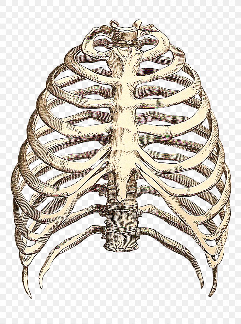 Heart Anatomy T-shirt Human Skeleton Intercostal Space, PNG, 1050x1410px, Heart, Anatomy, Body Jewelry, Brass, Human Body Download Free