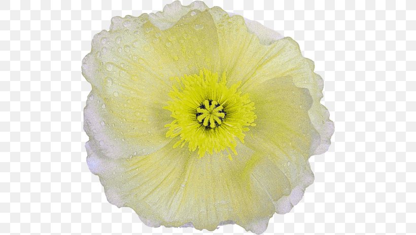 Petal Poppy Cut Flowers Transvaal Daisy, PNG, 500x464px, Petal, Blanket Flowers, Blume, Carnation, Common Poppy Download Free