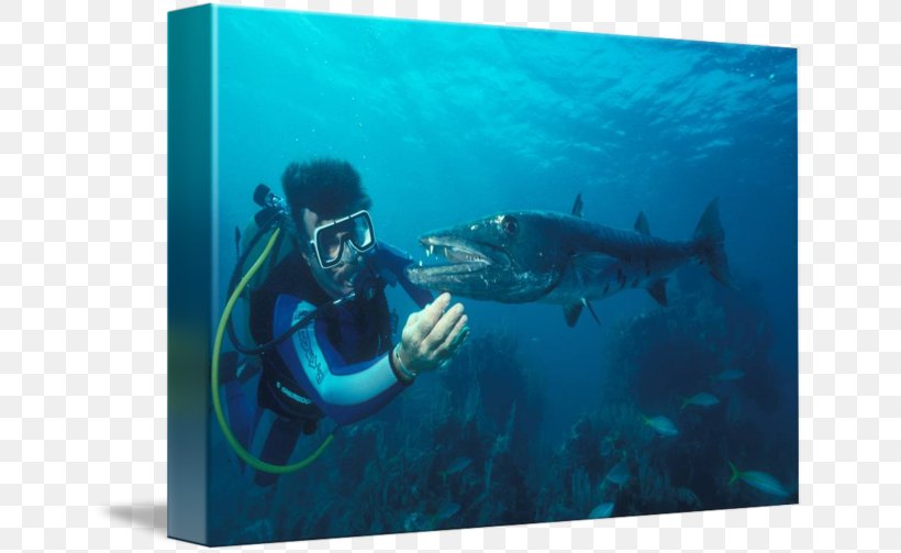 Scuba Diving Divemaster Underwater Marine Biology Marine Mammal, PNG, 650x503px, Scuba Diving, Aqua, Aquanaut, Biology, Divemaster Download Free