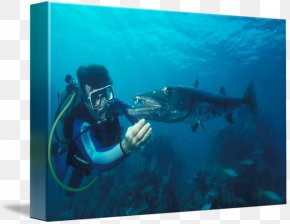 Fish - Scuba Diving Divemaster Underwater Marine Biology Marine Mammal PNG