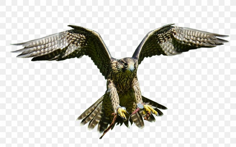 Bald Eagle Bird Hawk, PNG, 960x600px, Bald Eagle, Accipitriformes, Beak, Bird, Bird Of Prey Download Free