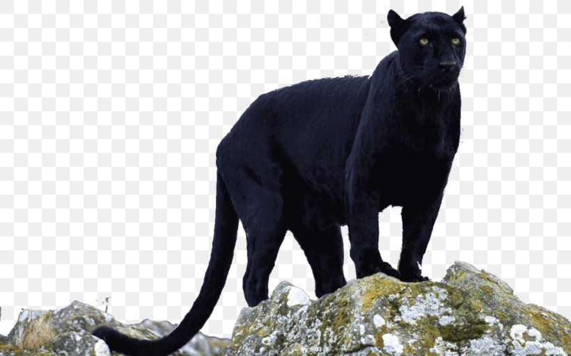 Black Panther Leopard Jaguar Cougar, PNG, 1024x640px, Black Panther, Big Cats, Carnivoran, Cat Like Mammal, Cougar Download Free