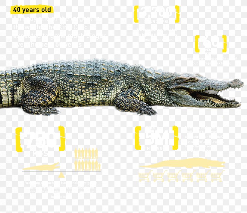 Crocodiles The Dubai Mall Dubai Aquarium & Underwater Zoo Nile Crocodile, PNG, 826x711px, Crocodile, Alligator, American Alligator, American Crocodile, Crocodiles Download Free