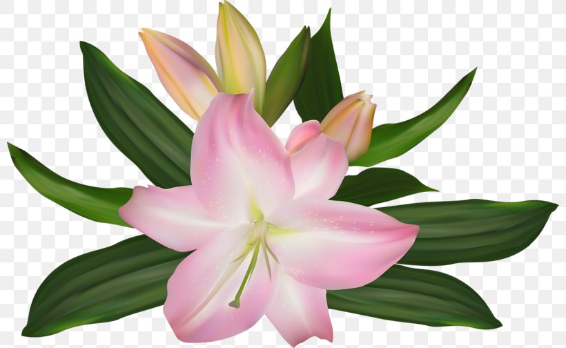 Lilium Pink Flower Illustration, PNG, 800x504px, Lilium, Botanical Illustration, Cut Flowers, Flora, Flower Download Free