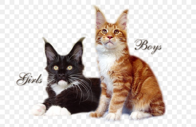 Maine Coon American Wirehair Kitten Mammal Whiskers, PNG, 750x533px, Maine Coon, American Wirehair, Animal, Carnivora, Carnivoran Download Free