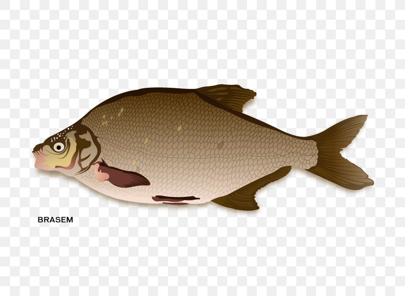 Northern Red Snapper Fish Products Carp, PNG, 800x600px, Northern Red Snapper, Animal, Bony Fish, Carp, Cod Download Free