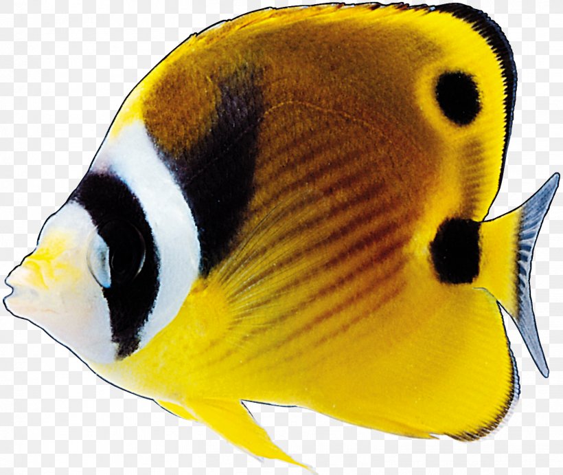 Ornamental Fish Tropical Fish, PNG, 1452x1224px, Ornamental Fish, Aquarium, Coral Reef Fish, Dots Per Inch, Fauna Download Free