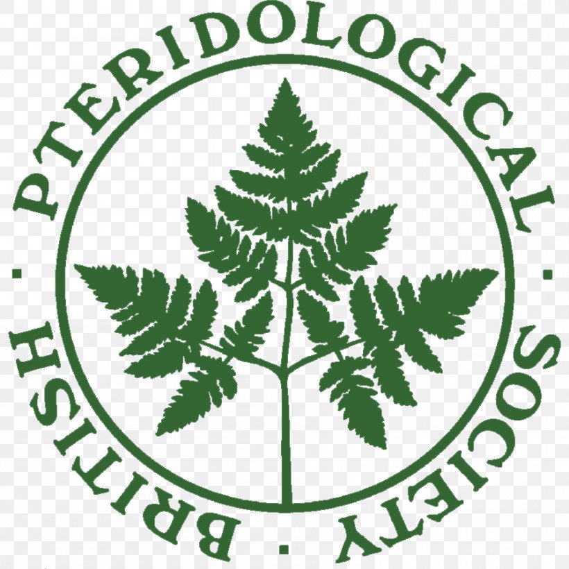 United Kingdom Fern The British Pteridological Society: Abstracts Of Reports And Papers Read At Meetings, 1894-1905 Wall-rue, PNG, 897x897px, United Kingdom, Fern, Leaf, Plant, Society Download Free