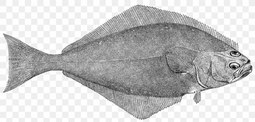 Fish Sole Flatfish Fish Flounder, PNG, 1847x887px, Fish, Bonyfish, Cod, Flatfish, Flounder Download Free