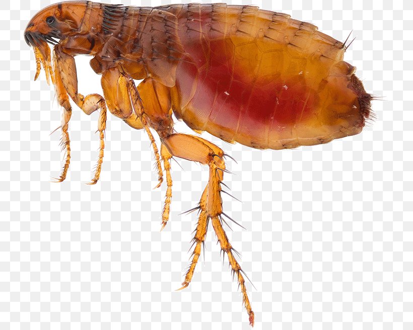 Insect Mosquito Flea Pest Cat, PNG, 727x656px, Insect, Arthropod, Bed Bug, Cat, Cat Flea Download Free