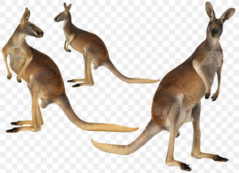 Kangaroo Island Australian-English, English-Australian Red Kangaroo, PNG, 1001x725px, Kangaroo, Animal, Anthea Bickerton, Australia, Australianenglish Englishaustralian Download Free