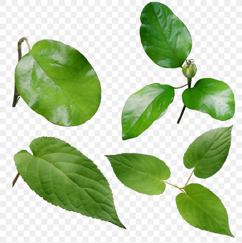 Leaf Herbalism, PNG, 3129x3140px, Leaf, Flower, Flowering Plant, Food, Herb Download Free