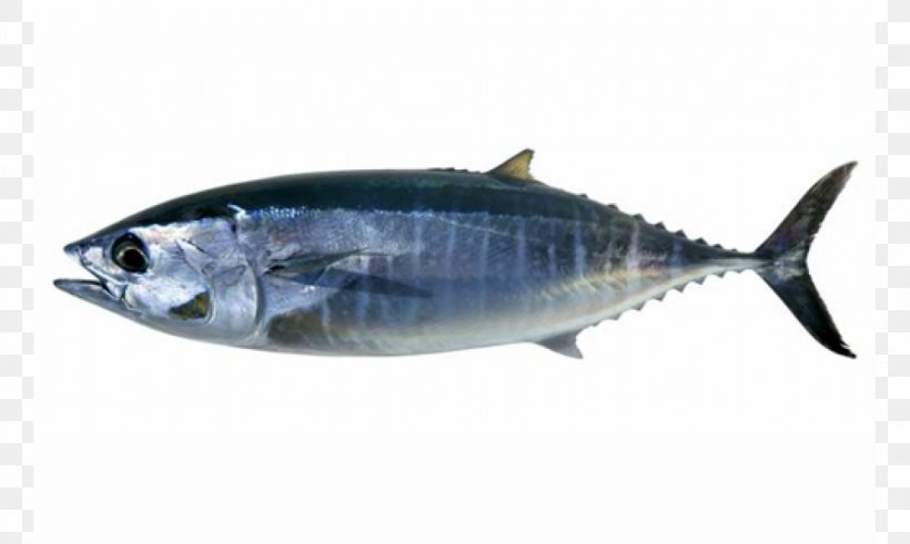 Ocean Food Thunnus Fish Stock Photography, PNG, 1000x600px, Ocean, Anchovy, Bonito, Bony Fish, Fauna Download Free