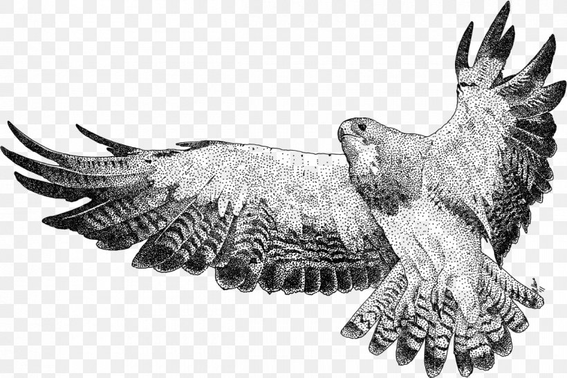Free Red Tailed Hawk Coloring Page, Download Free Red Tailed Hawk Coloring  Page png images, Free ClipArts on Clipart Library