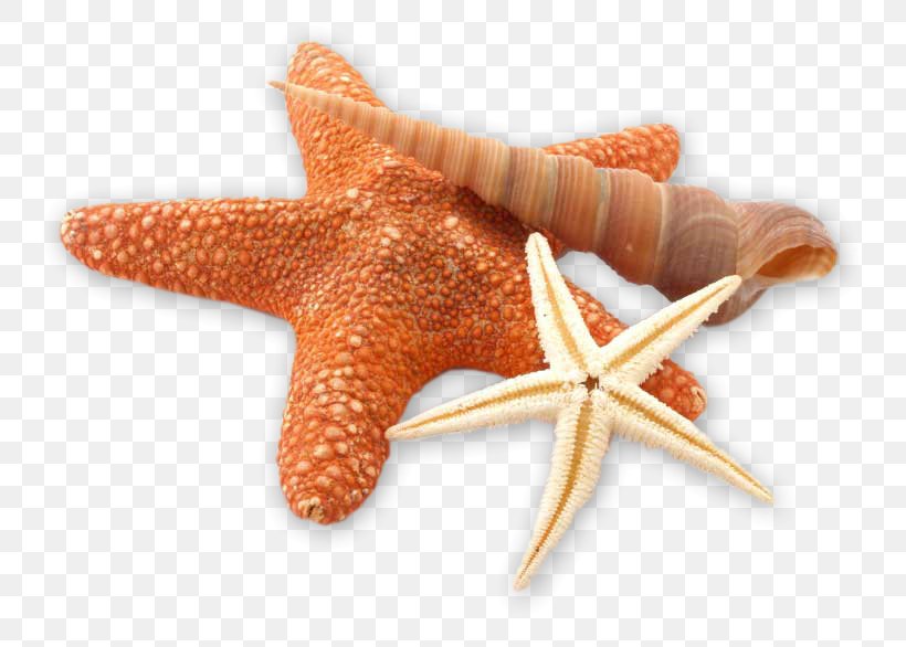 Starfish Vacation Rental Ferienwohnungen Auf Fehmarn Cafe Kontor Fehmarn Schwangerschaftsrückbildung, PNG, 820x586px, Starfish, Cafe, Chef, Echinoderm, Fascia Training Download Free