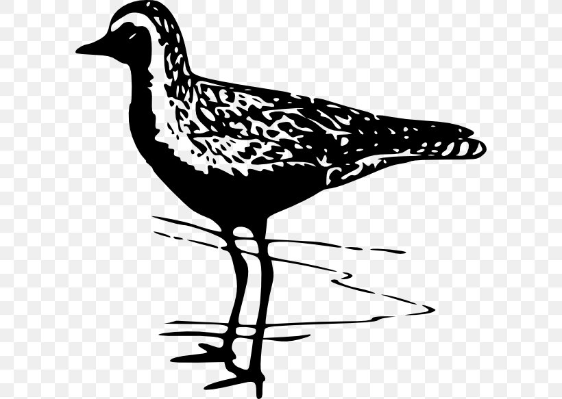 Bird Pacific Golden Plover Wader Clip Art, PNG, 600x583px, Bird, Artwork, Beak, Black And White, Drawing Download Free