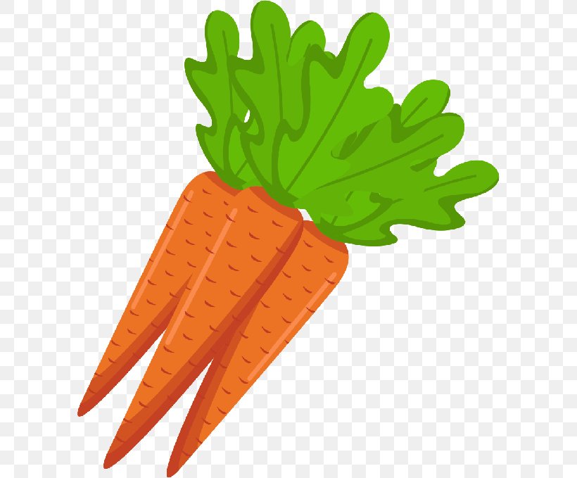 Carrot Vegetarian Cuisine Vegetable Radish, PNG, 600x679px, Carrot, Drawing, Food, Fruit, Organism Download Free