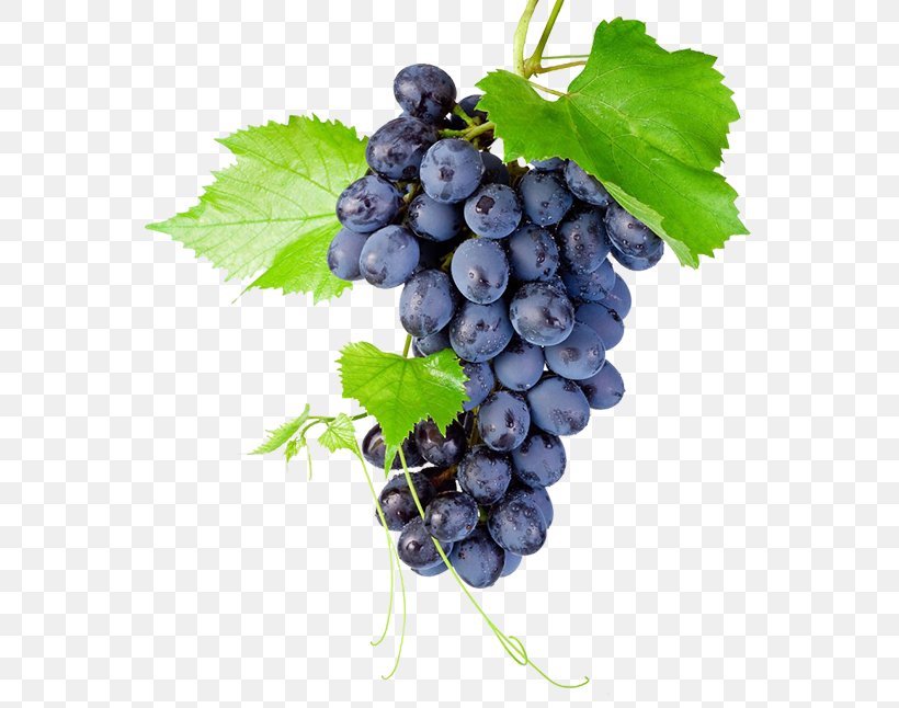 Kyoho Grapevines Raceme, PNG, 600x646px, Kyoho, Bilberry, Blueberry, Chicken Salad, Common Grape Vine Download Free