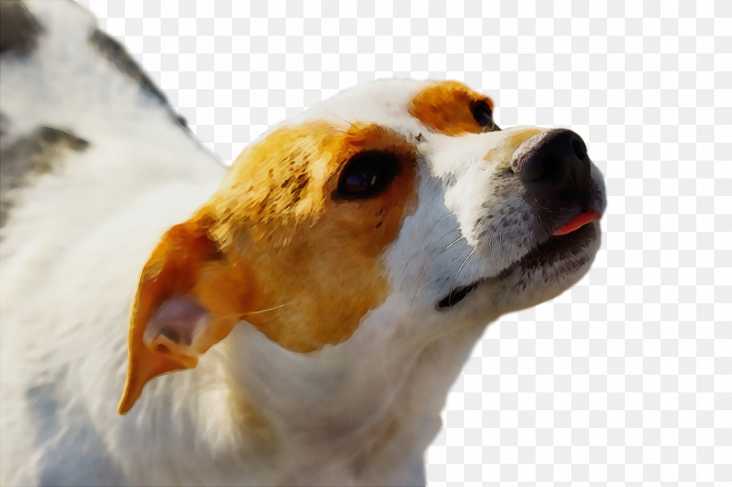 Beagle English Foxhound Parson Russell Terrier Jack Russell Terrier Snout, PNG, 1920x1280px, Watercolor, Beagle, Breed, Companion Dog, Dog Download Free