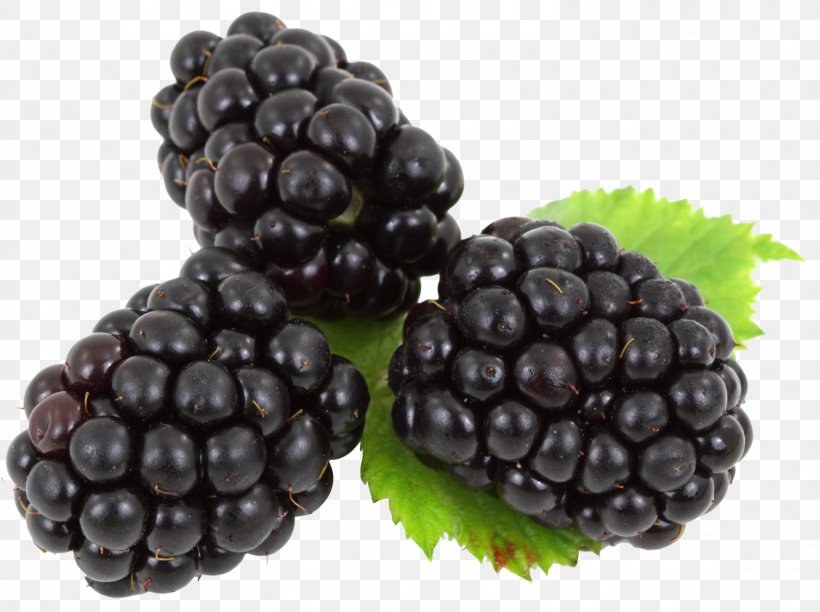 Boysenberry Frutti Di Bosco Clip Art, PNG, 1508x1127px, Blackberry, Berry, Bilberry, Blueberry, Boysenberry Download Free