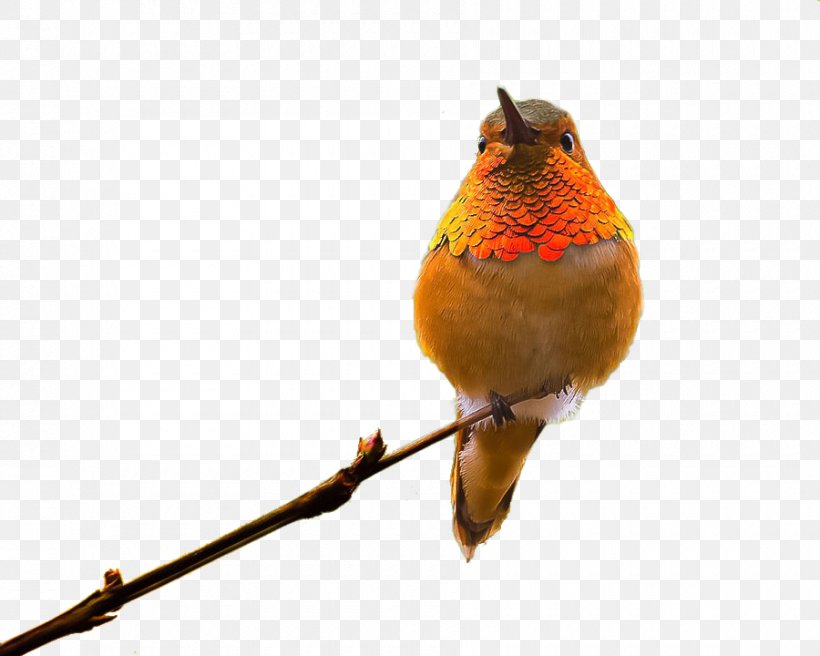 European Robin The Blue In You (Duet With Lee So-ra) Blog Songjeong Station, PNG, 900x720px, European Robin, Beak, Bird, Blog, Branch Download Free