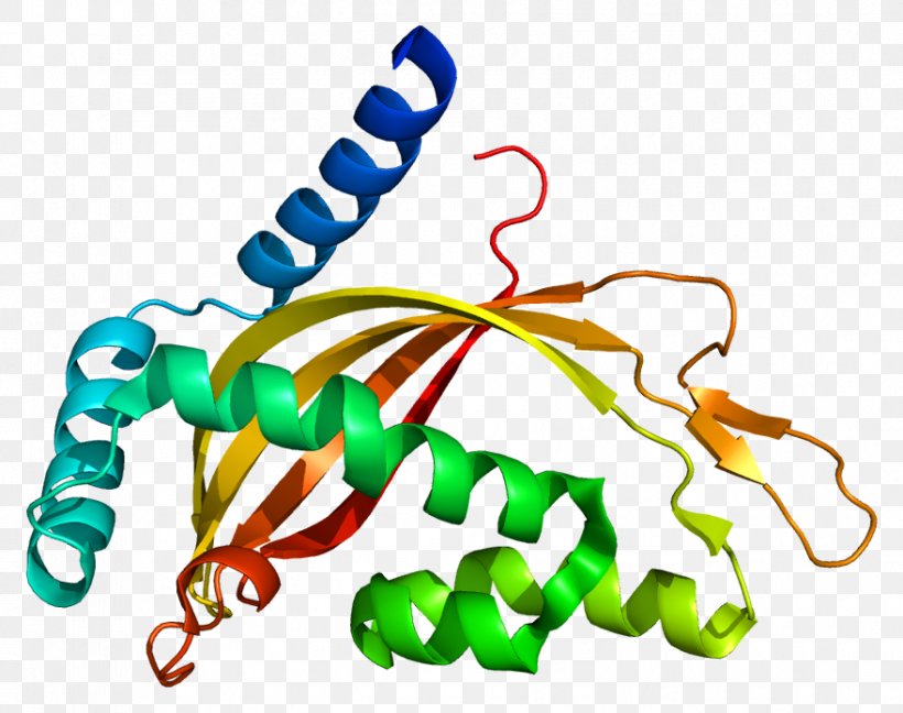 Axon Terminal TIMM44 Translocase Of The Inner Membrane Mitochondrion, PNG, 879x695px, Axon, Animal Figure, Axon Terminal, Body Jewelry, Cell Membrane Download Free