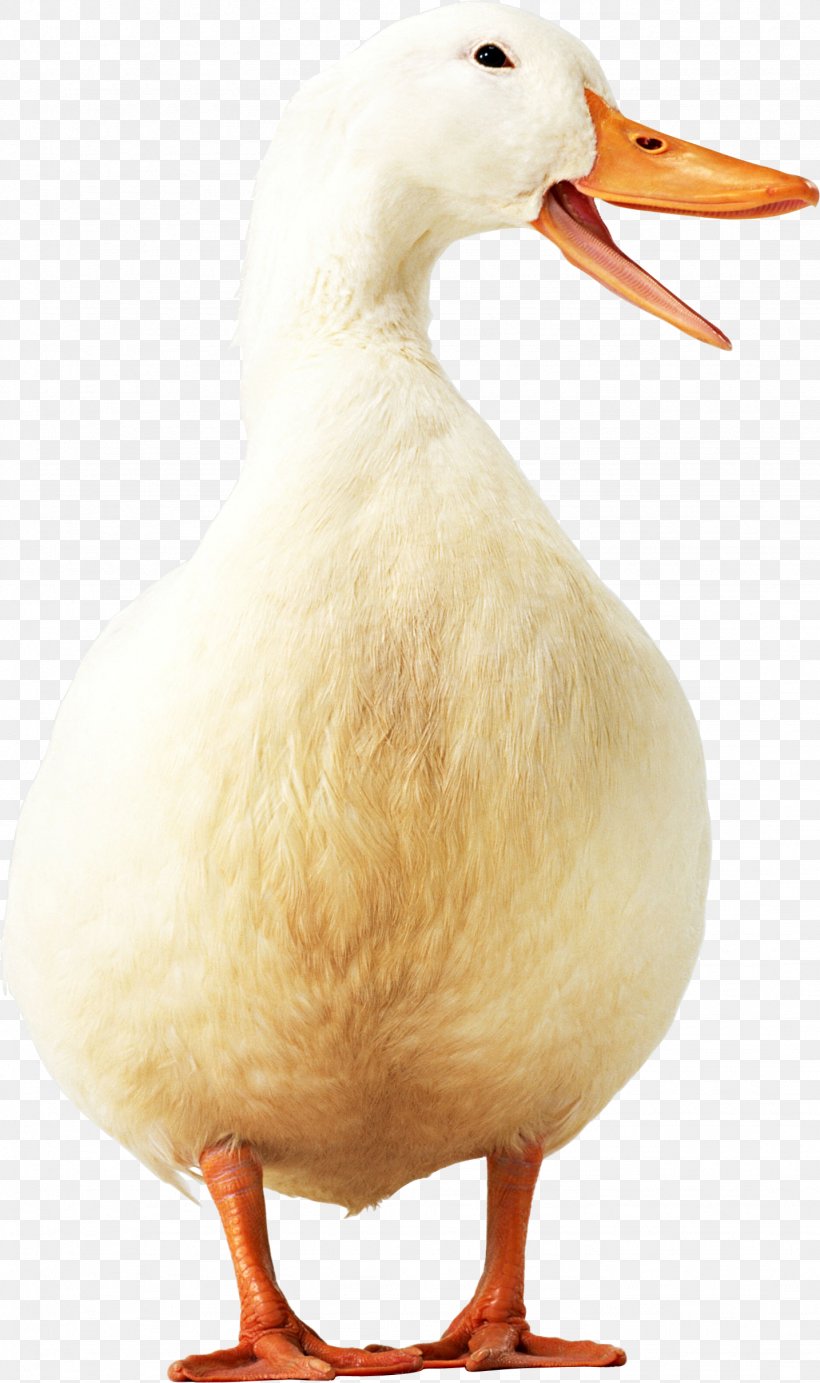 Duck Domestic Goose, PNG, 1434x2419px, Anser, Beak, Bird, Button, Digital Image Download Free